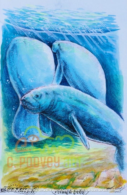 Watercolor Manatee