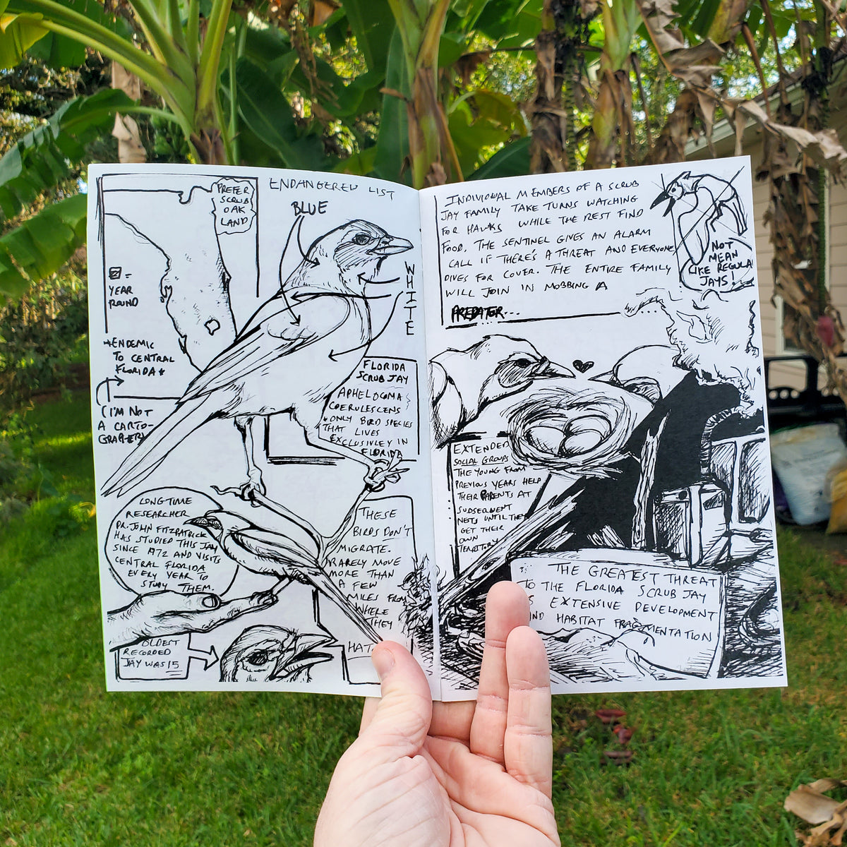 🐊🌺Florida & Fauna Zine #1