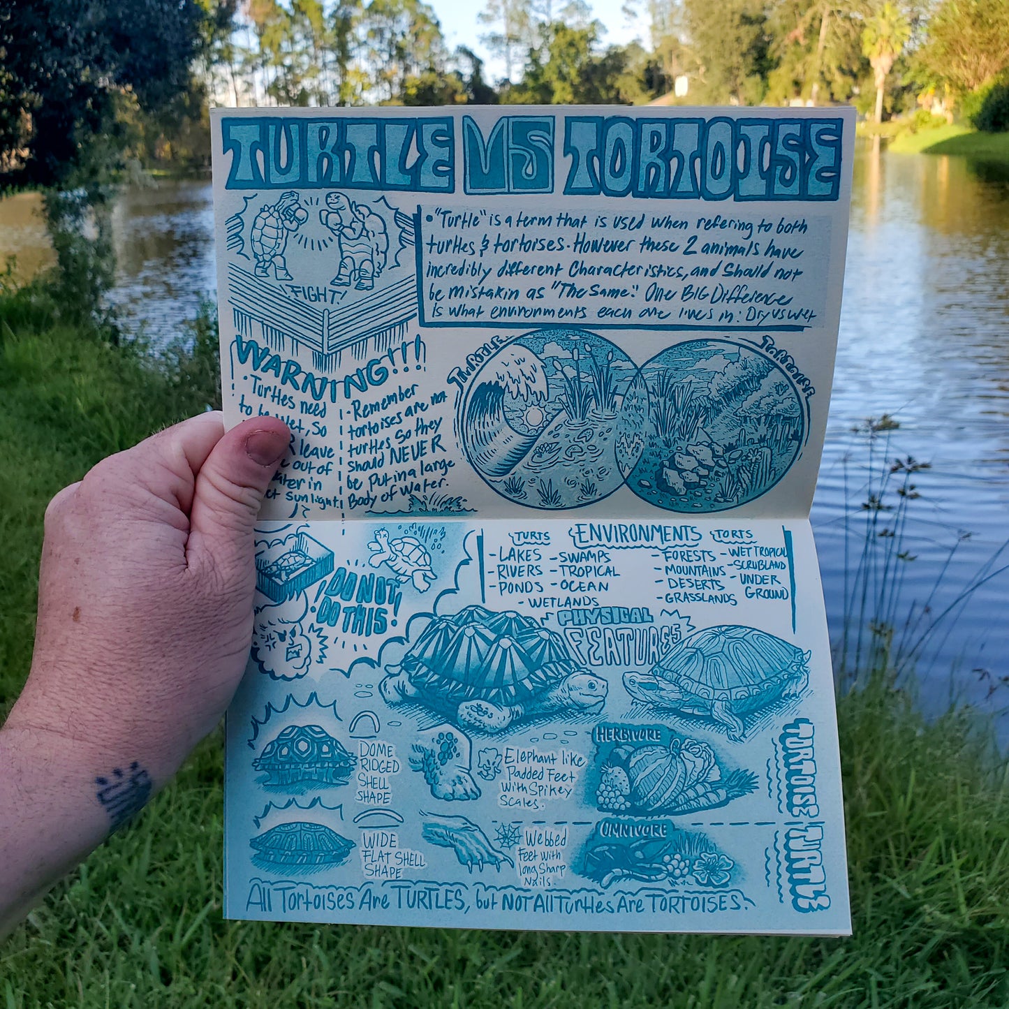 Florida & Fauna #3 (turtles)