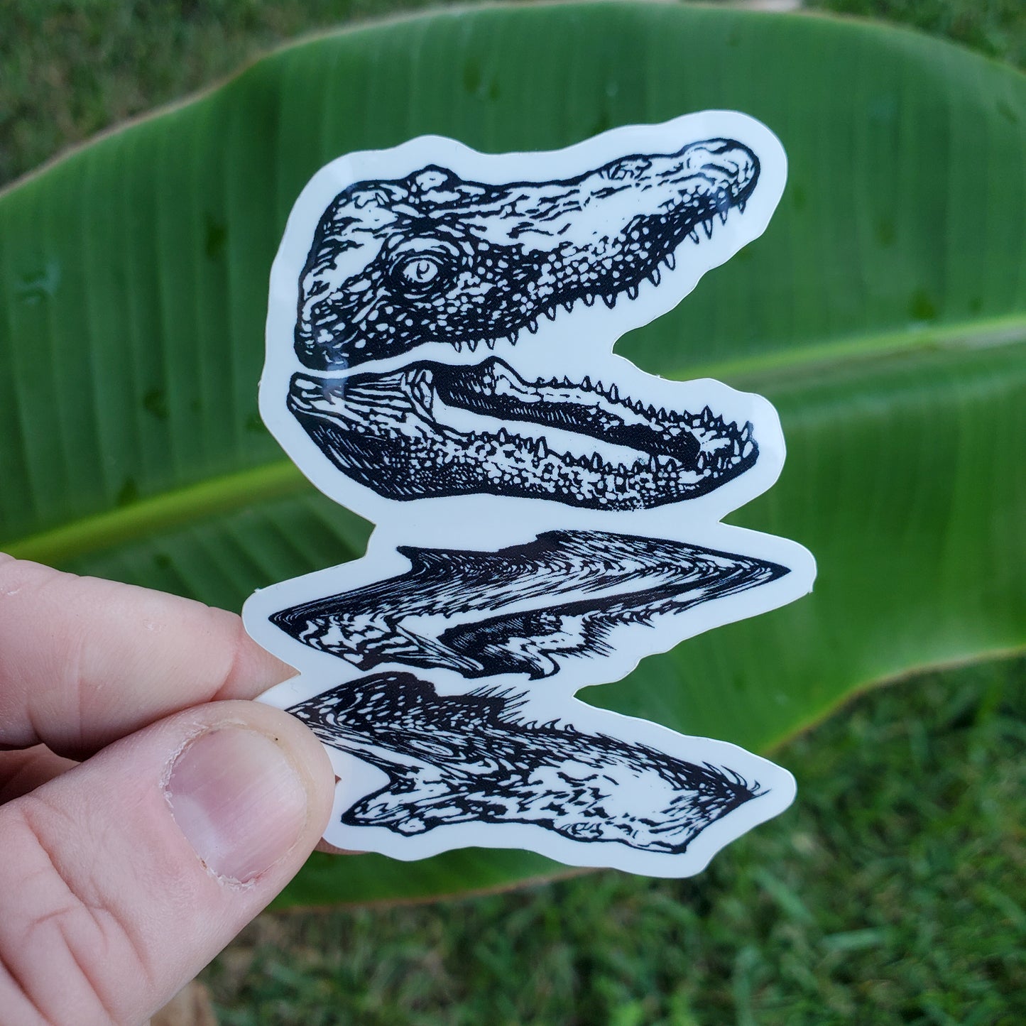 Gator Reflection