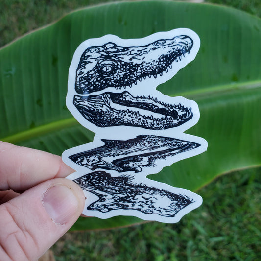 Gator Reflection