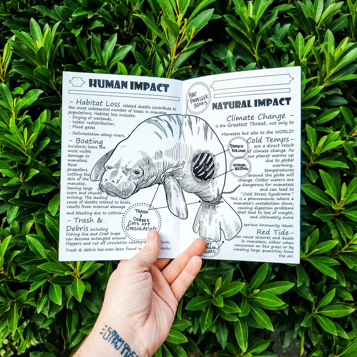 Florida & Fauna #2 (Manatee Mayhem)